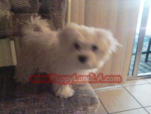 maltese puppy