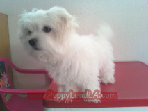 maltese puppy