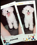 maltese puppy
