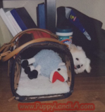 maltese puppy