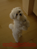 maltese puppy