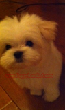 maltese puppy