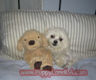 maltese puppy