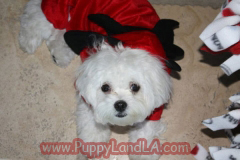 maltese puppy