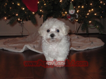 maltipoo puppy