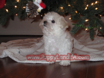 maltipoo puppy