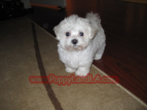 maltipoo puppy