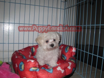 maltipoo puppy