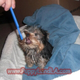 teacup yorkie