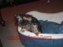 teacup yorkie