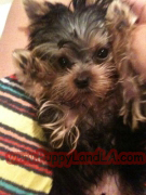 teacup yorkie