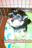 yorkie puppy