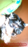 yorkie puppy