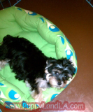 yorkie puppy