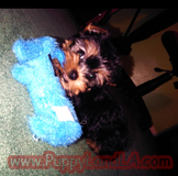 teacup yorkie