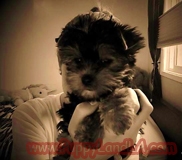 teacup yorkie