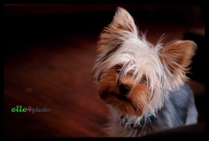 teacup yorkie