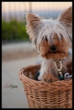 teacup yorkie