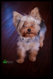 teacup yorkie