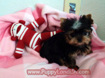 teacup yorkie