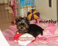 teacup yorkie puppy