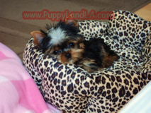 teacup yorkie