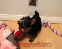 teacup yorkie