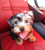 teacup yorkie
