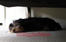 teacup yorkie
