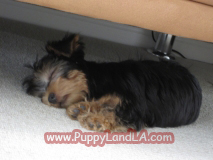 teacup yorkie
