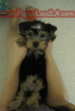 teacup yorkie