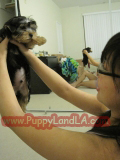 teacup yorkie