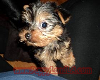 teacup yorkie