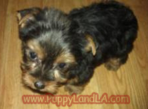 teacup yorkie