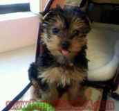 teacup yorkie
