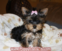 teacup yorkie