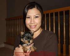 teacup yorkie