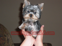 teacup yorkie