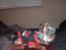 teacup yorkie