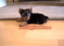 teacup yorkie
