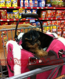 teacup yorkie