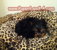 teacup yorkie