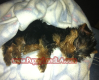 teacup yorkie