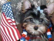 teacup yorkie