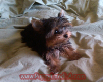 teacup yorkie