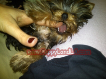 teacup yorkie