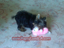 teacup yorkie