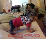 teacup yorkie