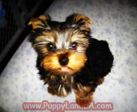 teacup yorkie