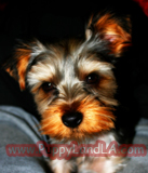 teacup yorkie